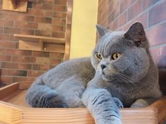 -more than meow吴止猫主题餐厅(承德 中船汇店)