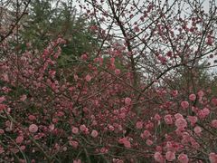 -白塘生态植物园