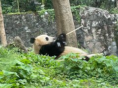-都江堰中华大熊猫苑