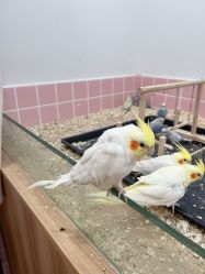 -Moni星球萌宠·小马宝莉·灵蛇·高端高阶全萌宠互动体验俱乐部(红豆国际广场店)