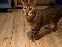 -more than meow吴止猫主题餐厅(承德 中船汇店)