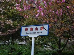 -武汉大学-樱园