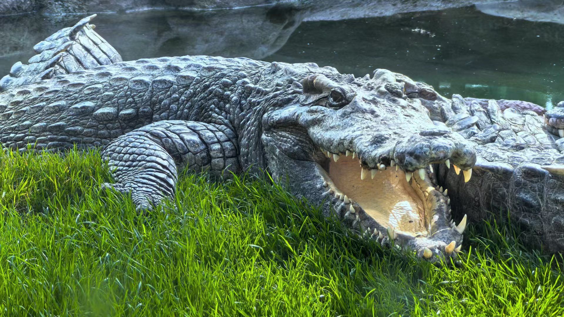 张开大嘴的鳄鱼"
是一种凶猛而强大的动物形象