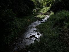 -深圳仙湖植物园