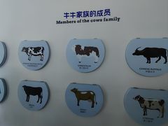 -光明牧业有限公司金山种奶牛场