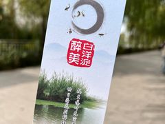 -白洋淀风景区