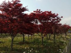 -云漫湖生态度假公园