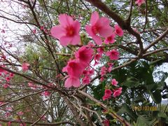 -天适樱花悠乐园