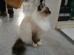 -共舞时光猫咖·狗咖(新街口店)