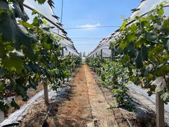 -马陆小张葡萄园农家乐