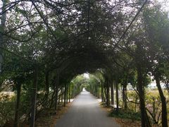 -上海长兴岛郊野公园