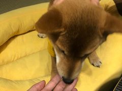 -逗柴咖啡屋·狗咖猫咖宠物桌游