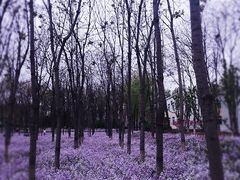 -将府公园