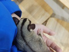 -楼上猫咖(罗湖店)