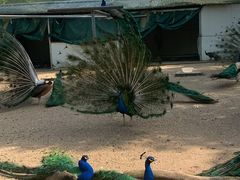 -苏州上方山国家森林公园