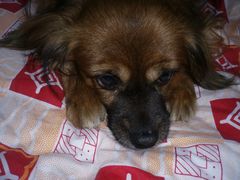 -彩虹桥宠物火化殡葬善终服务(金乐大厦店)