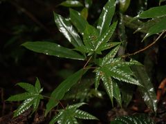 -云南屏边大围山国家公园