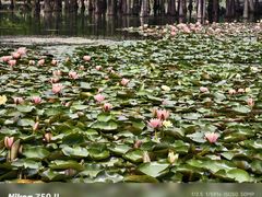 -白鹭湾湿地公园