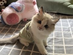-美联众合动物医院·24h京西诊疗中心
