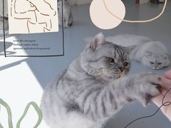-猫友咖啡店(玉林西路店)