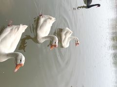 -洛阳市隋唐城遗址植物园