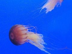 -上海海洋水族馆