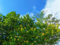 -王借岗森林公园
