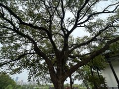 -古琴台
