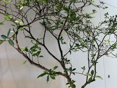 -喜茶(广州番禺奥园广场店)