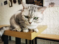 -平行世界·猫咖(首经贸店)