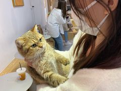 -Heymao猫咖.咖啡厅(东门店)