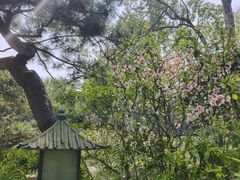 -秋霞圃