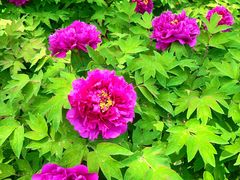 -东华门大街小区