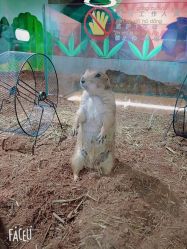 -七巧国萌宠乐园(龙湖天街店)