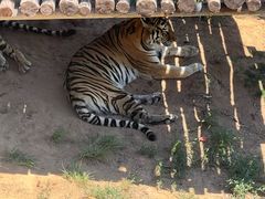 -西霞口神雕山野生动物世界