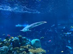 -西雅图水族馆
