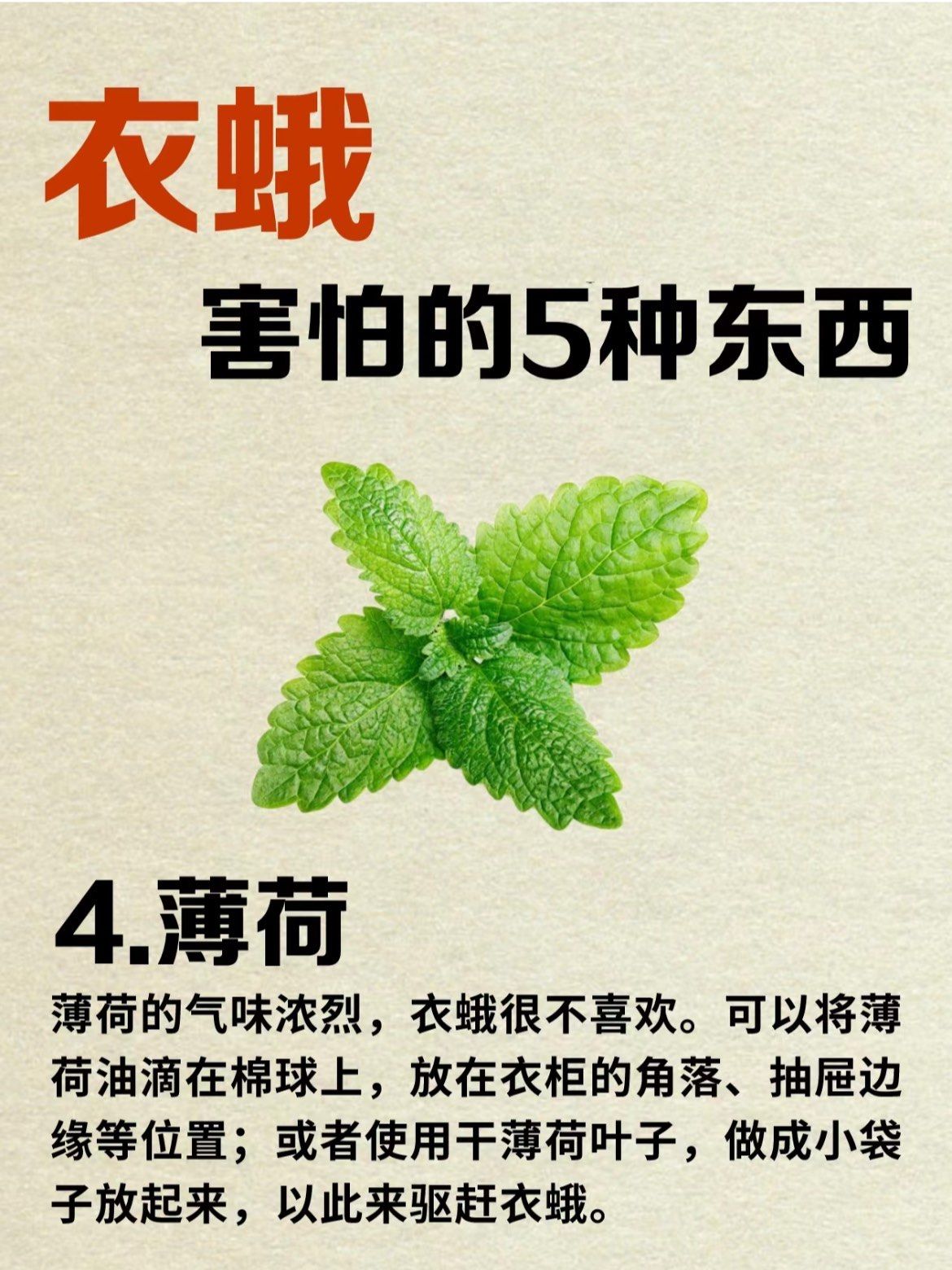 家里的衣蛾!怎么处理?