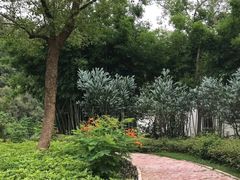 -南宁良凤江国家森林公园