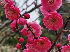-梅花山(明孝陵内)
