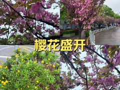 -嘉定紫藤园