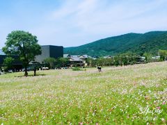 -无锡新湖铂尔曼大酒店