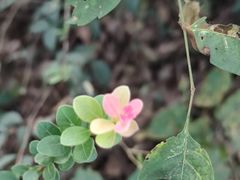 -桃花岭景区