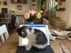 -海边的猫和咖啡馆