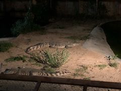 -清迈夜间动物园