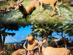 -国家自然博物馆