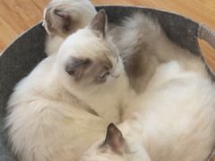 -momokira米努特·德文卷毛猫·棉花面纱犬
