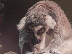 -绿色星球动物主题公园