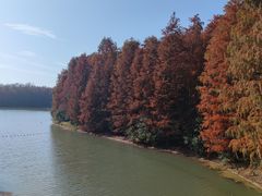 -上海海湾国家森林公园