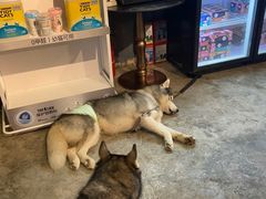 -more than meow吴止猫主题餐厅(承德 中船汇店)