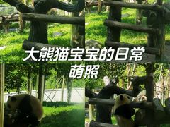 -卧龙中华大熊猫苑神树坪基地